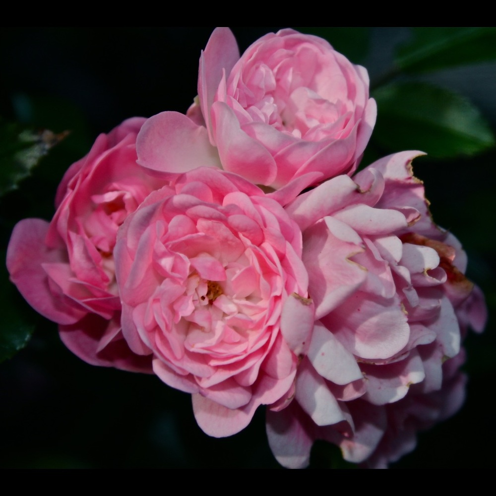 Meet your Posher, Wendy